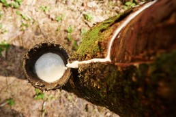 Rubber tree sapping process in Sri Lanka