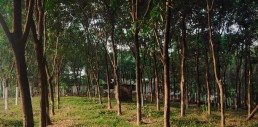 Photo of rubber tree plantation.